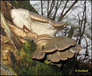 Hlíva ústřičná - Pleurotus ostreatus