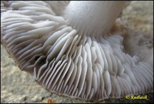 Čirůvka zemní - Tricholoma terreum (Schaeff.) P. Kumm. 1871