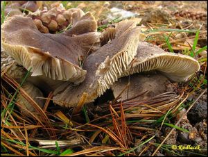 Čirůvka zemní - Tricholoma terreum (Schaeff.) P. Kumm. 1871