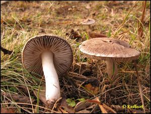 Čirůvka zemní - Tricholoma terreum (Schaeff.) P. Kumm. 1871