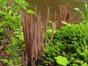 Kyjanka purpurová - Alloclavaria purpurea (Fr.) Dentinger & D.J. McLaughlin 2007