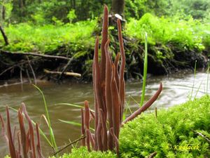 Kyjanka purpurová - Clavaria purpurea