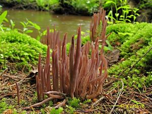 Kyjanka purpurová - Clavaria purpurea