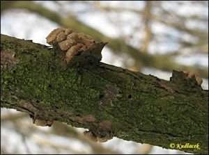 Kornice otrubičnatá - Encoelia furfuracea (Roth) P. Karst. 1871