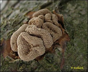 Kornice otrubičnatá - Encoelia furfuracea (Roth) P. Karst. 1871