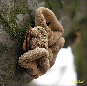 Kornice otrubičnatá - Encoelia furfuracea (Roth) P. Karst. 1871