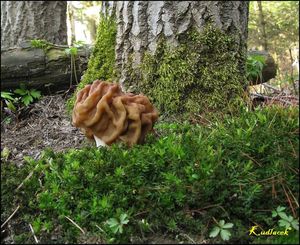 Ucháč obrovský - Gyromitra gigas