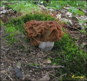 Ucháč obrovský - Gyromitra gigas