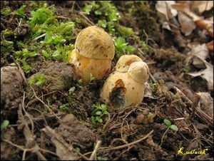 Klikni pro velký obrázek