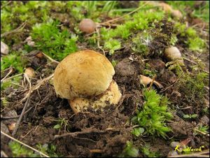 Klikni pro velký obrázek