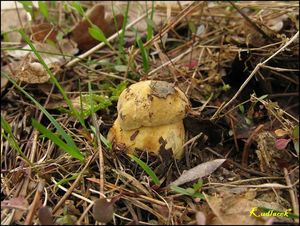 Klikni pro velký obrázek