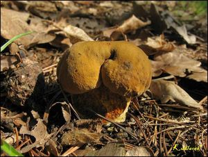 Klikni pro velký obrázek