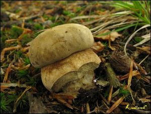 Klikni pro velký obrázek