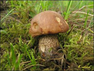 Klikni pro velký obrázek