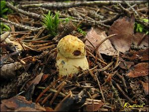 Klikni pro velký obrázek