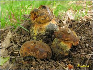 Klikni pro velký obrázek