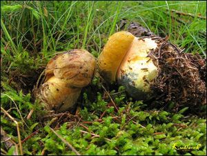 Klikni pro velký obrázek