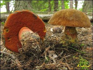 Klikni pro velký obrázek