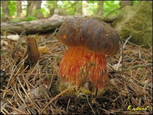 Klikni pro velký obrázek