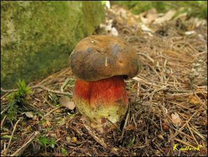 Klikni pro velký obrázek