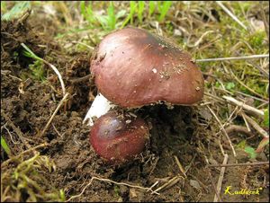 Klikni pro velký obrázek