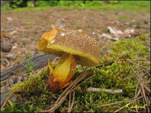 Klikni pro velký obrázek