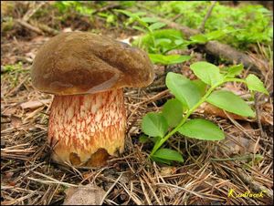 Klikni pro velký obrázek