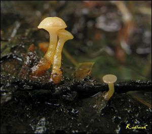 Vodnička potoční - Cudoniella clavus