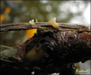 Vodnička potoční - Cudoniella clavus