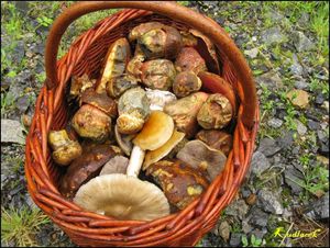 Klikni pro velký obrázek