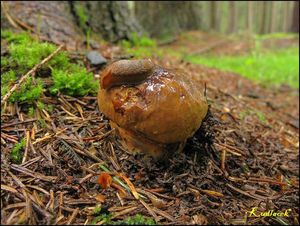 Klikni pro velký obrázek