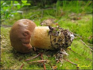 Klikni pro velký obrázek