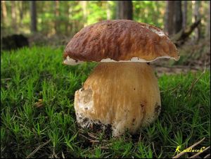 Klikni pro velký obrázek