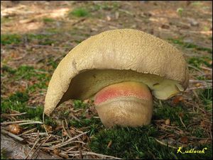 Klikni pro velký obrázek