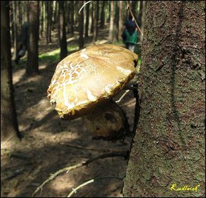 Klikni pro velký obrázek