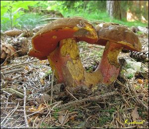 Klikni pro velký obrázek