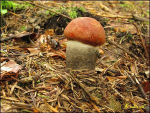 Klikni pro velký obrázek