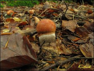 Klikni pro velký obrázek