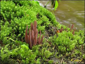 Kyjanka purpurová - Clavaria purpurea