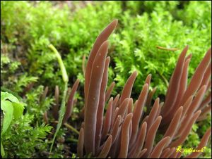 Kyjanka purpurová - Clavaria purpurea