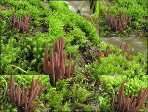 Kyjanka purpurová - Clavaria purpurea