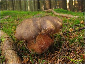 Klikni pro velký obrázek