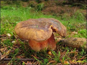 Klikni pro velký obrázek