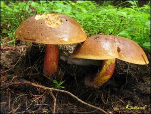 Klikni pro velký obrázek