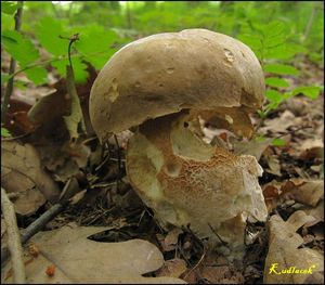 Klikni pro velký obrázek