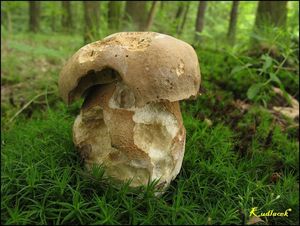 Klikni pro velký obrázek