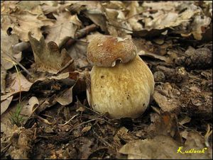 Klikni pro velký obrázek