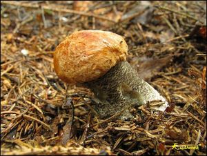 Klikni pro velký obrázek