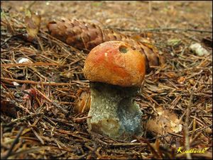 Klikni pro velký obrázek