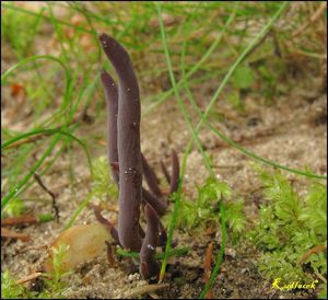 Kyjanka purpurová - Clavaria purpurea